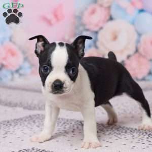 Hyacinth, Boston Terrier Puppy